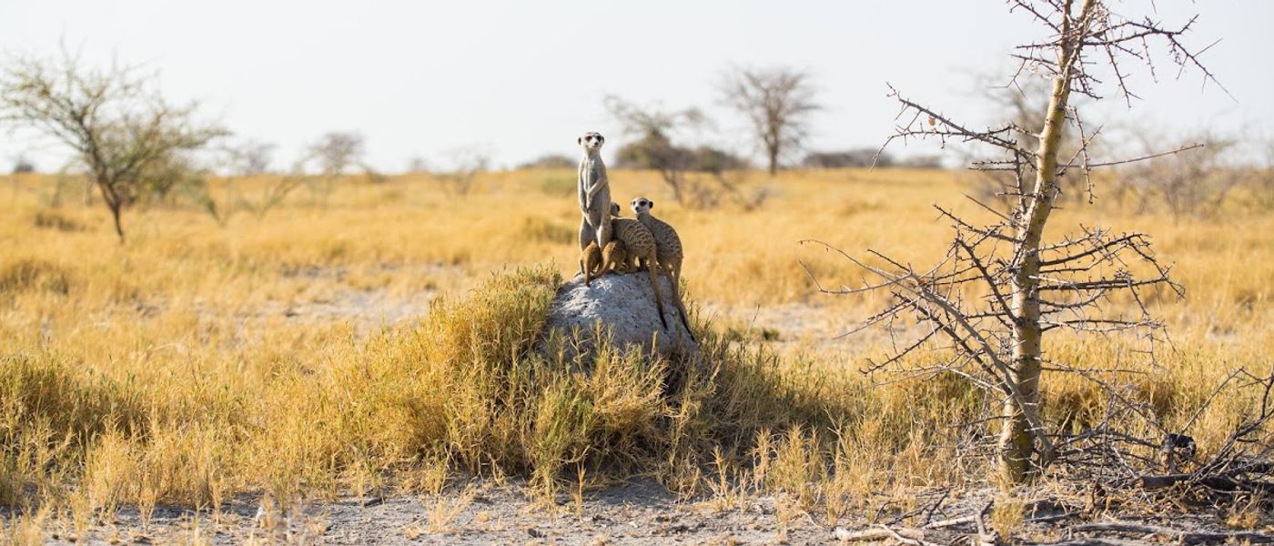 Get to Know the Remarkable Animals of Botswana's Epic Wilderness