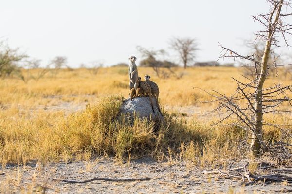 Get to Know the Remarkable Animals of Botswana's Epic Wilderness