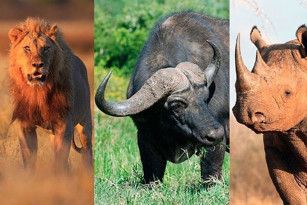 ¿Qué son los Big Five? | Conoce a los "Cinco Grandes" del safari