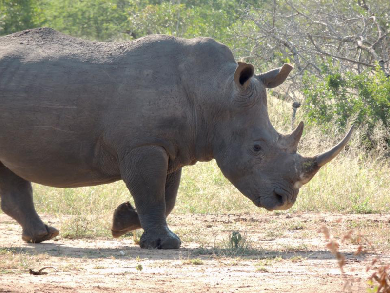 A Rhino