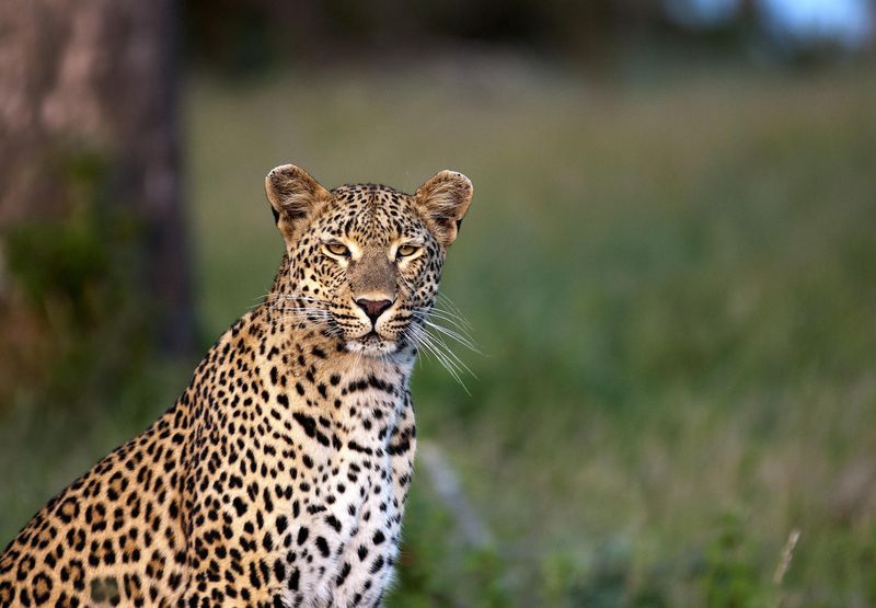 Mauritius and safari holiday - a striking leopard with golden eyes and a sleek, spotted coat stares intently, exuding quiet dominance against a blurred green savannah backdrop.