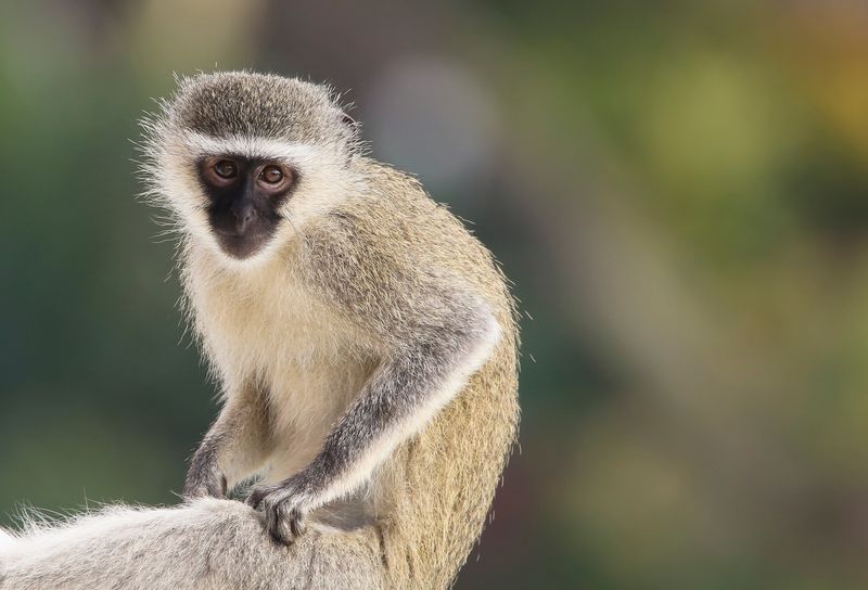 Vervet Monkeys