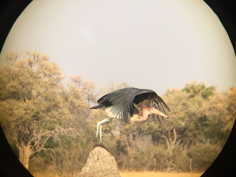 iPhone photography of a stork using burst mode and binoculars