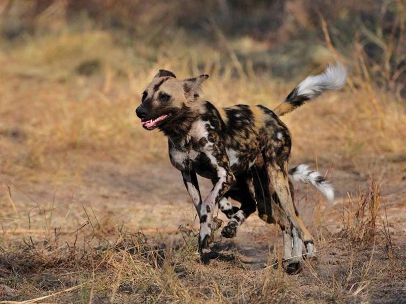 An endangered African wild dog running