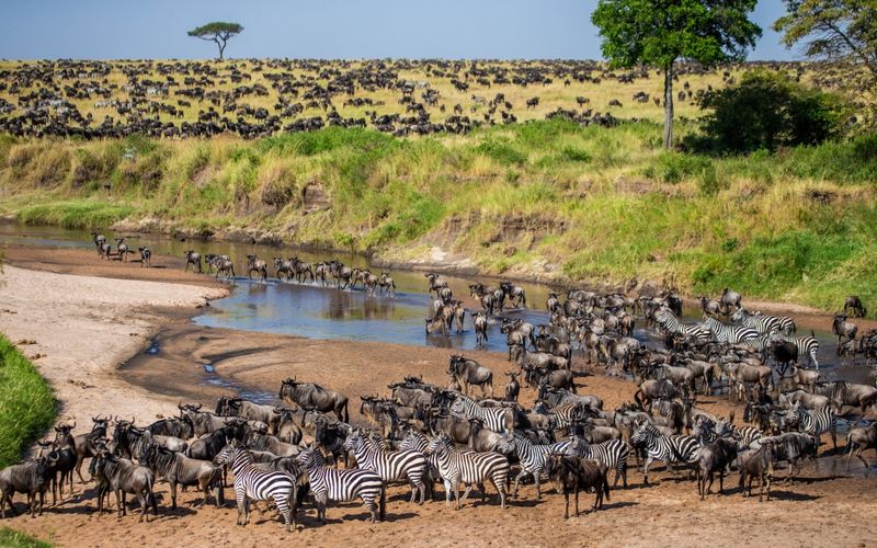 Die Große Gnuwanderung ist ein wahres Naturspektakel in Afrika