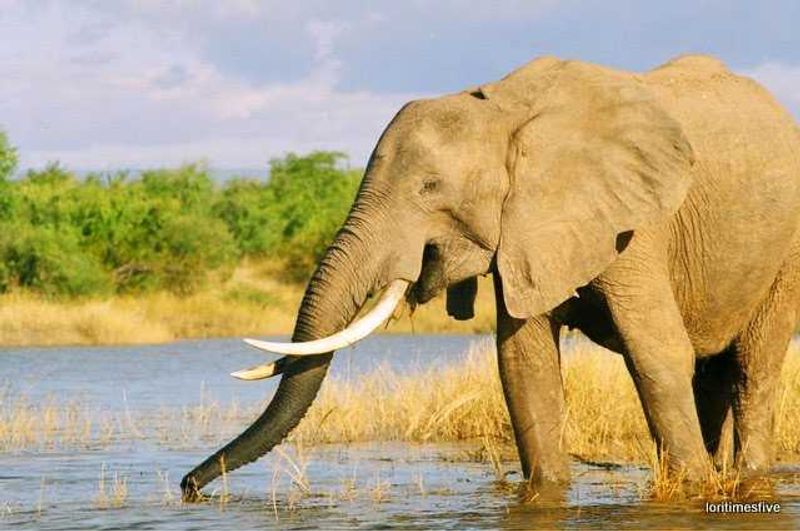 "Lovely big Ellie on the shores of Lake Kariba."
