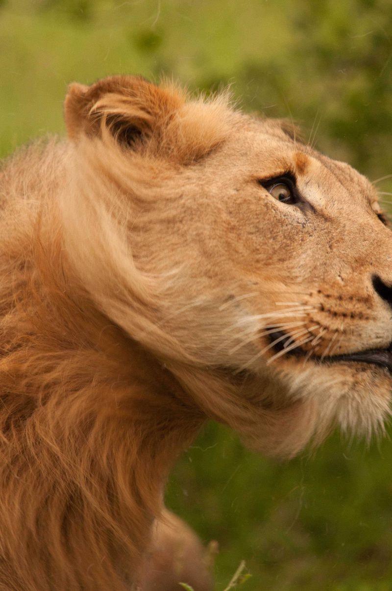 The Lion King