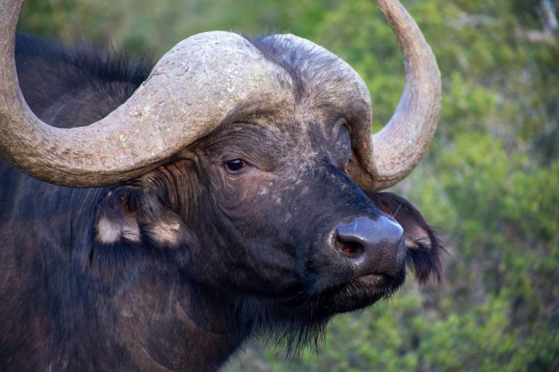 Old buffalo bull at Kwandwe Private Game Reserve