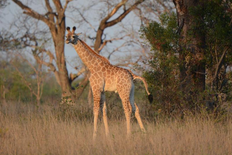 Adolescent-Giraffe-in-the-veld-Londolozi-Tree-camp