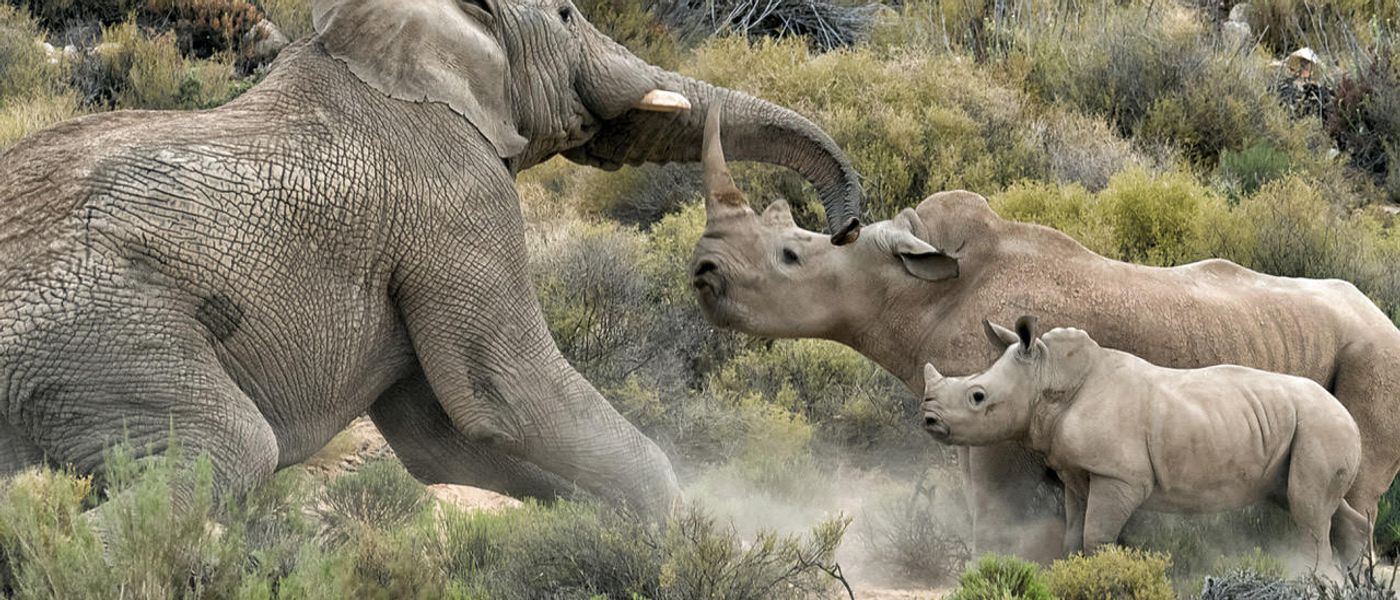 Elefante vs Rinoceronte | Lucha de gigantes
