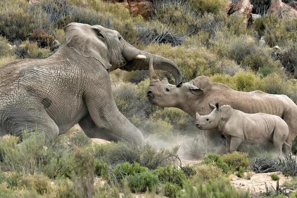 Elefante vs Rinoceronte | Lucha de gigantes