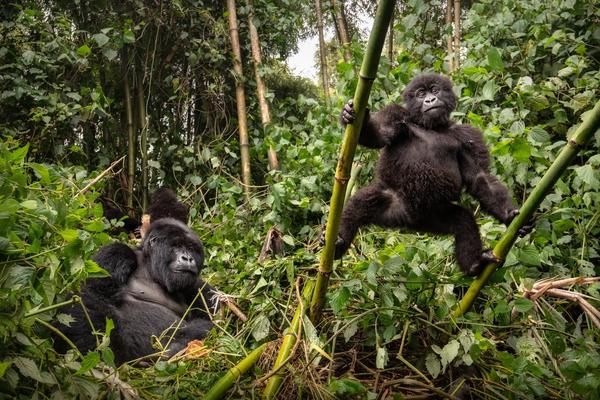 Rwanda vs Congo Gorilla Trekking: The Ultimate Showdown