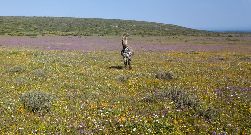 A costa oeste da África do Sul é um ótimo lugar para viagens sul-africanas em setembro