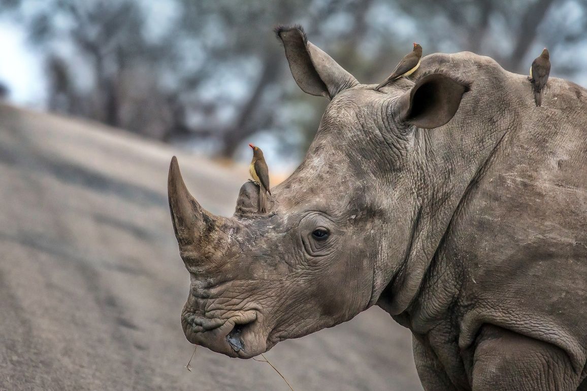World Rhino Day 2019: Reflecting on our Impact