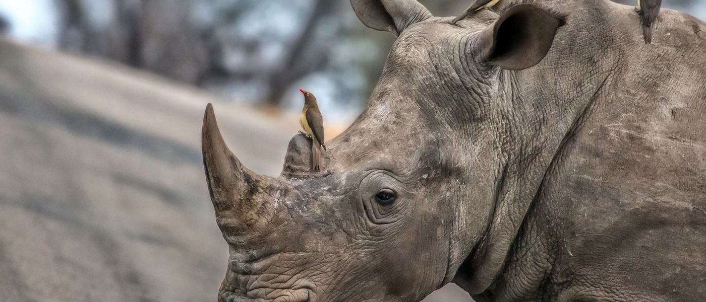 World Rhino Day 2019: Reflecting on our Impact