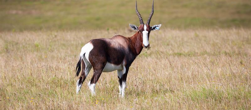 Buntbock in Südafrika