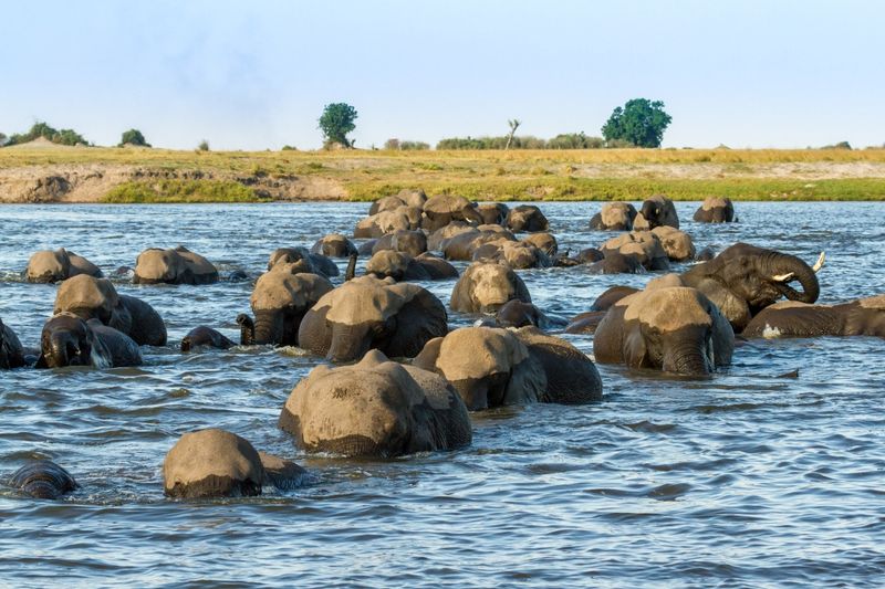 Große Elefantenherde schwimmt durch den Chobe River - Chobe und Makgadikgadi sollten Sie unbedingt erleben