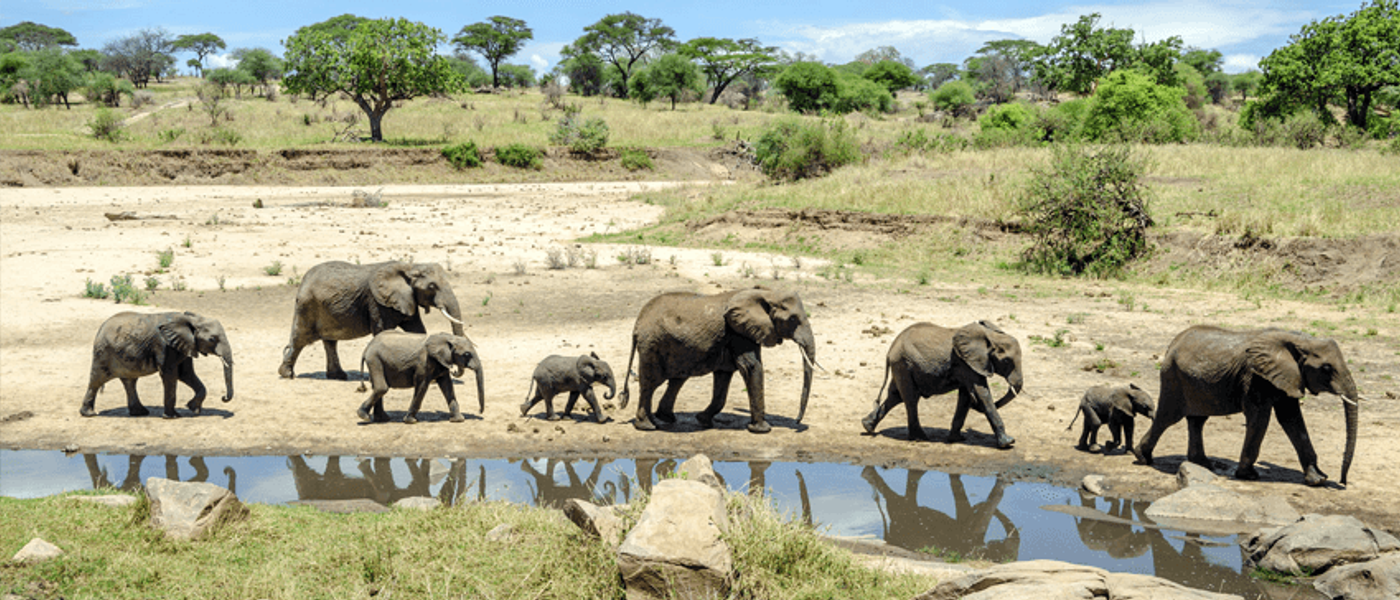 Safári longe das multidões | Reservas pouco exploradas por turistas
