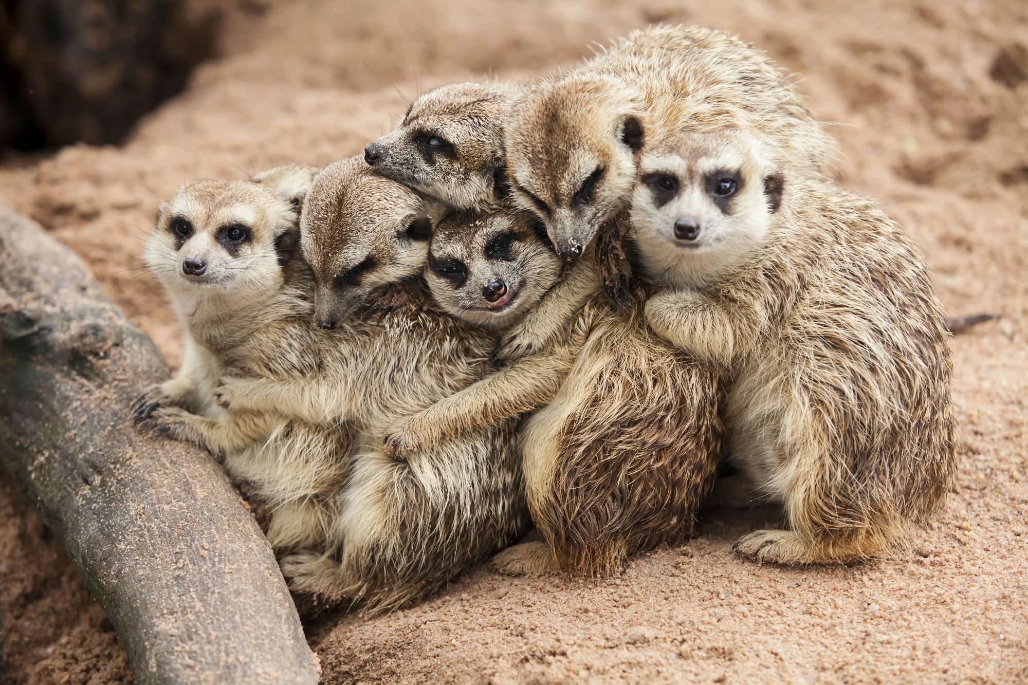 Where to See Safari Animals in the Wild
