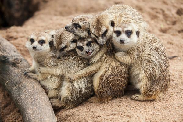 Where to See Safari Animals in the Wild