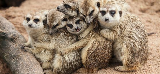 Where to See Safari Animals in the Wild