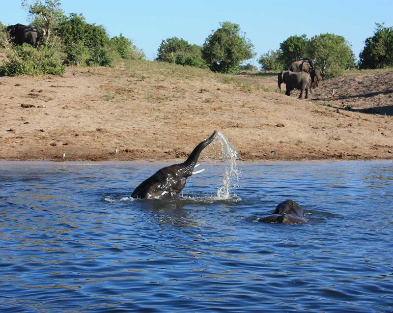 Chobe Game Lodge