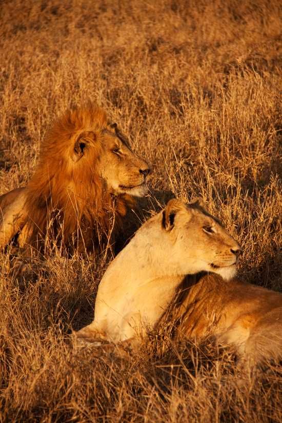Male and female lion