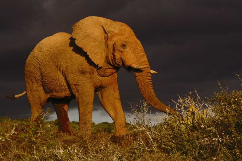 Elephant in a Storm on Kwandwe