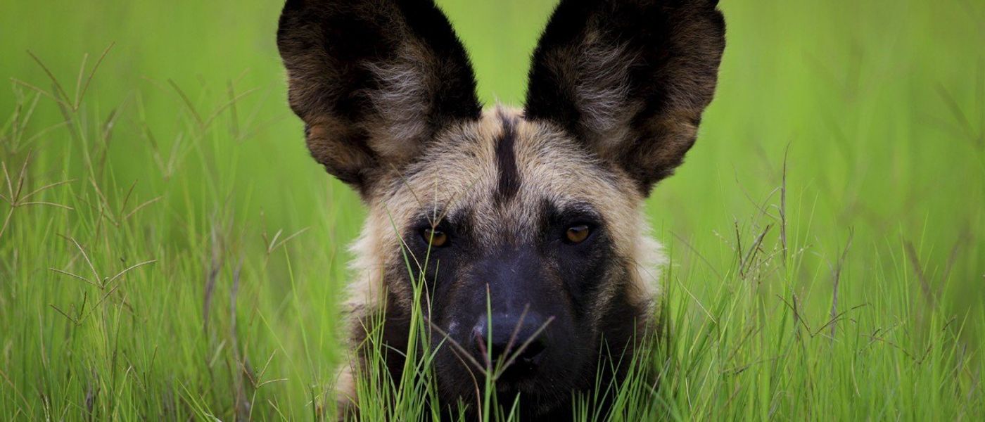 Die geheimen Stars des Buschs – Tiere, denen man auf Safari nur selten begegnet