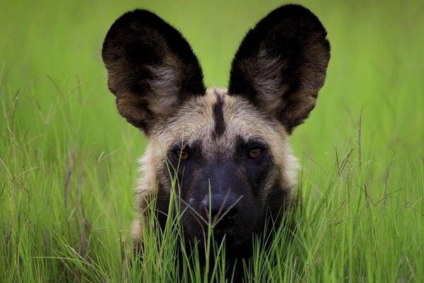 Enamórate de: los perros salvajes africanos