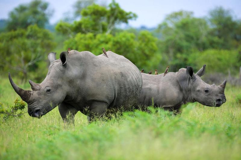 Rhino-Renaissance im Krüger Nationalpark