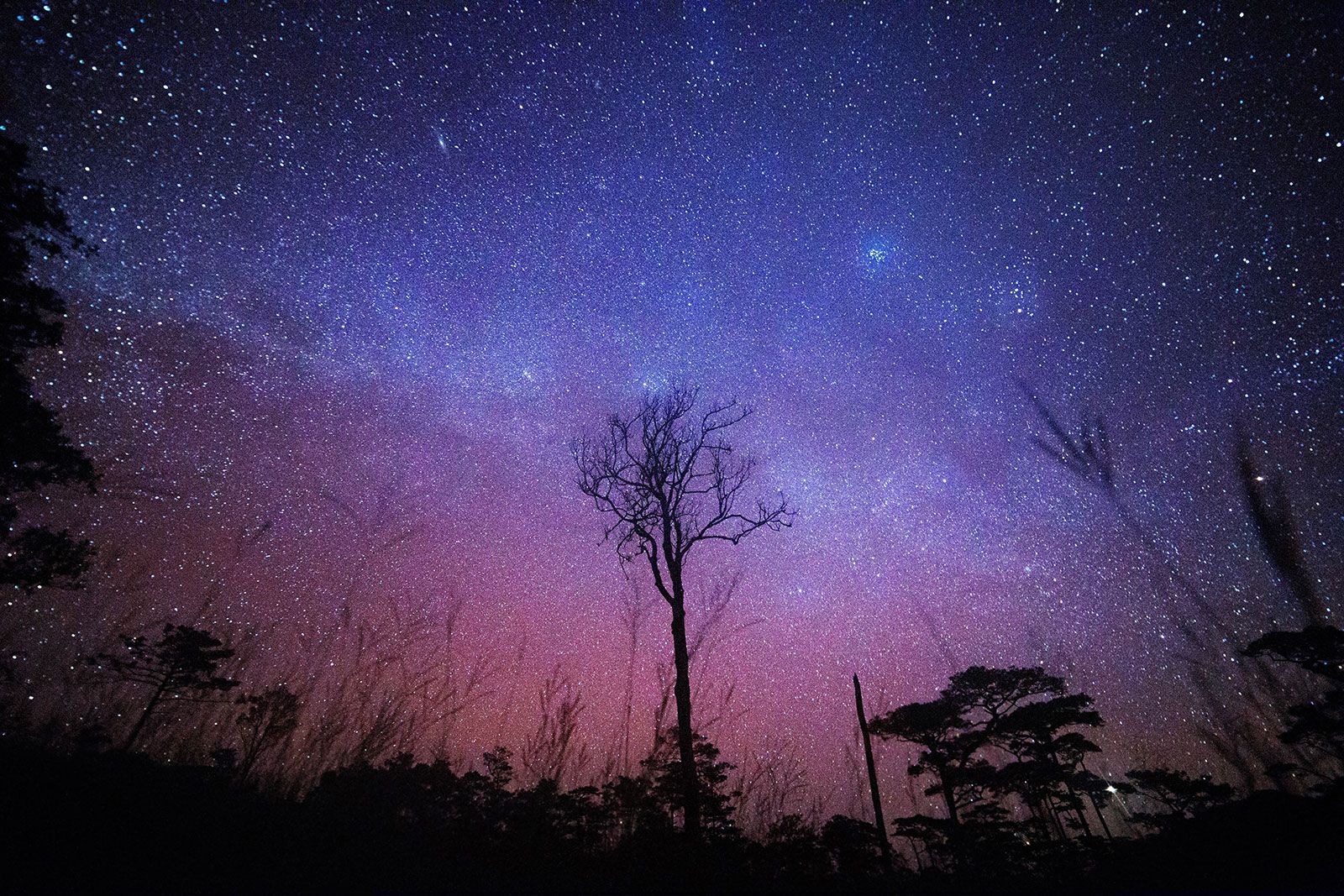 Safari by Starlight: A Night Safari in the African Bush