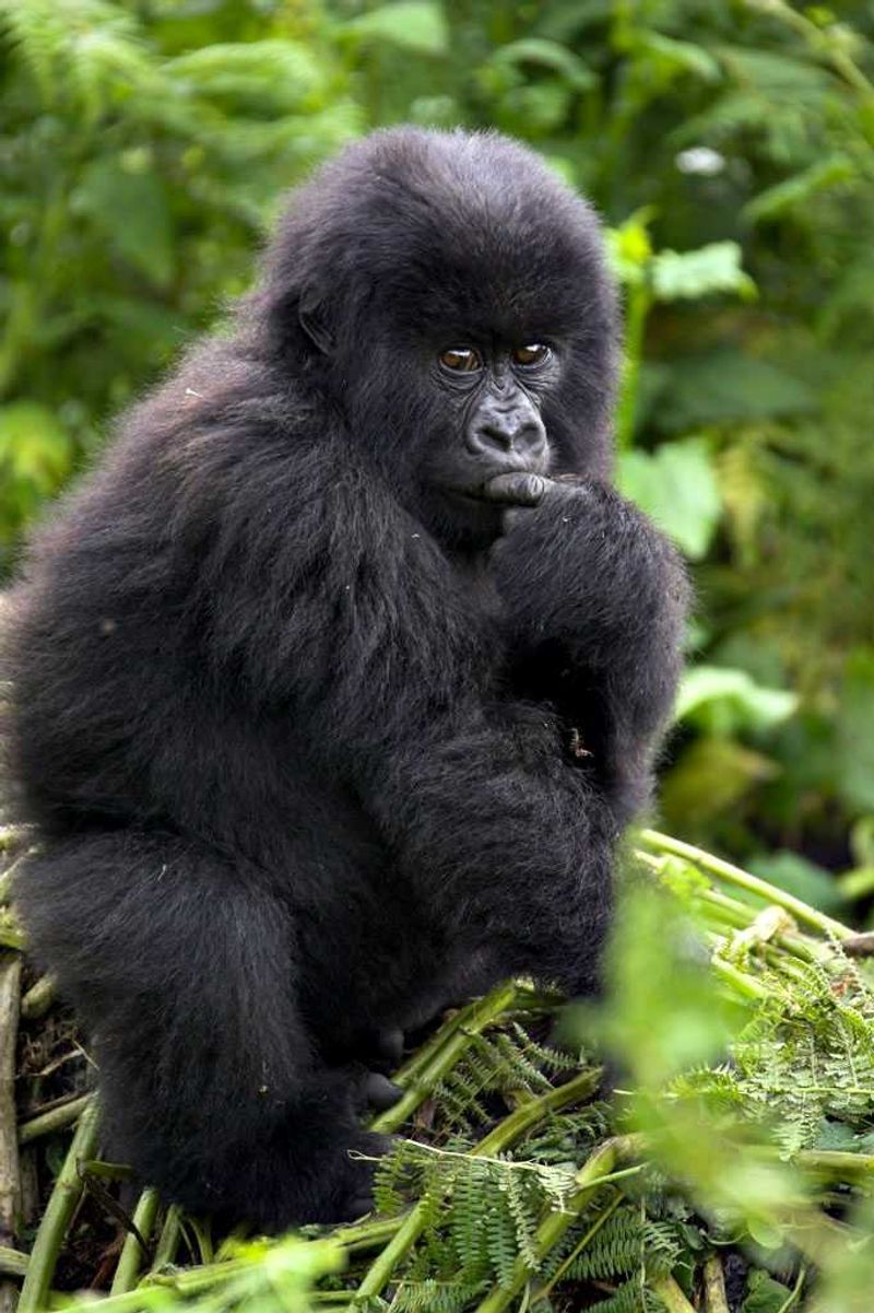 Gorila da montanha no Parque Nacional de Bwindi