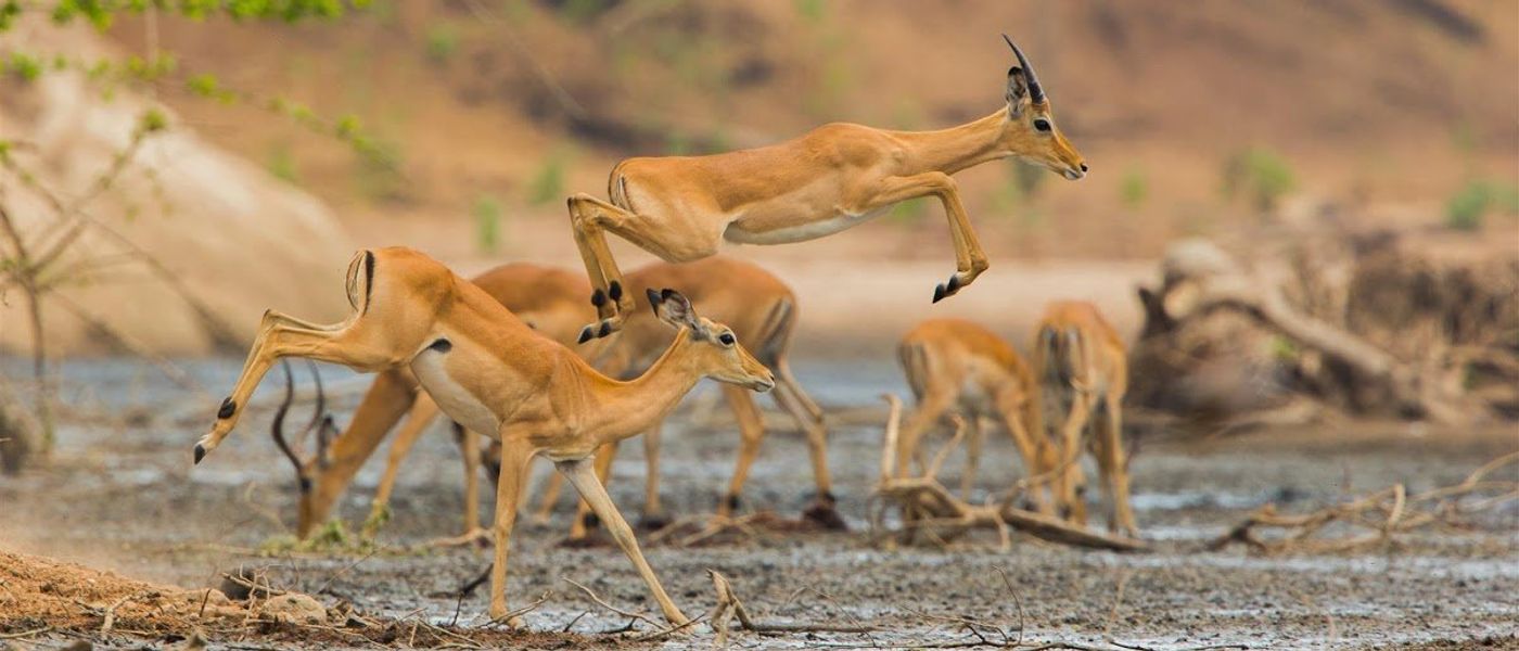 The Incredible Wildlife of Zambezi National Park | A Lookbook