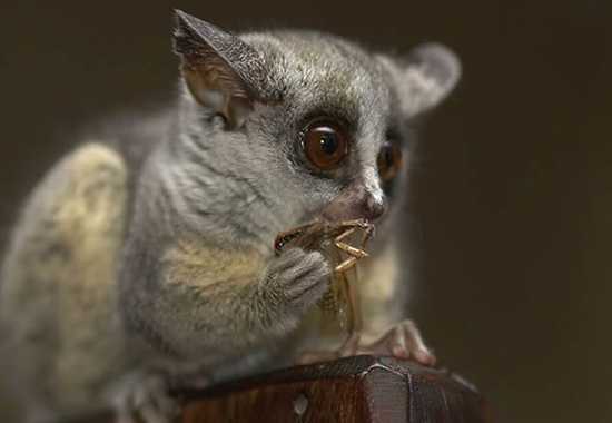 Curious Creatures of Africa