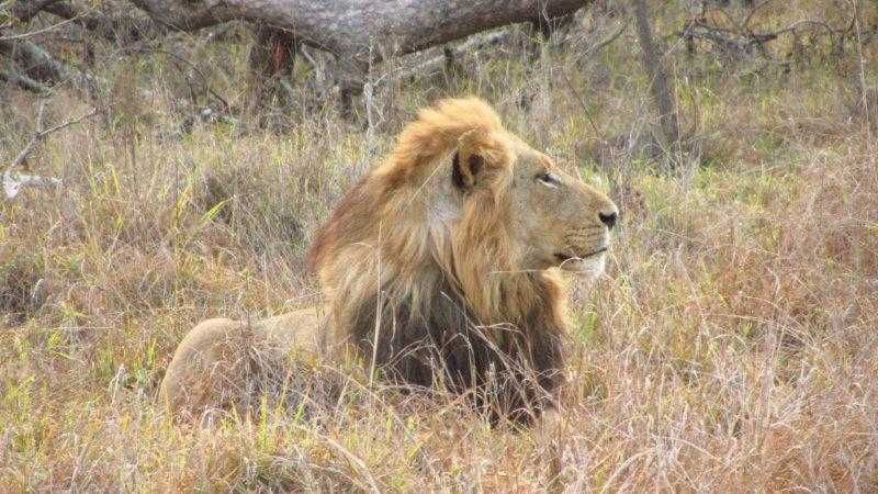 On safari with the team in the Sabi Sand