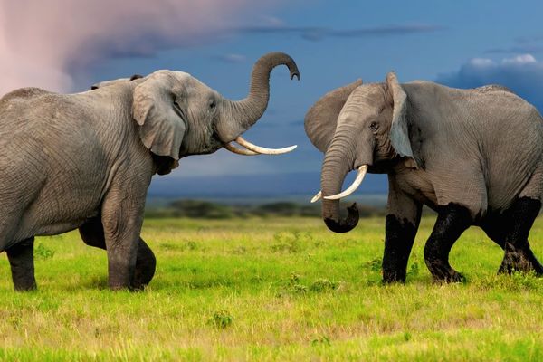 Botswana vs Kruger: Which Destination Offers the Best Safari?
