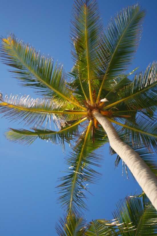 The Palms