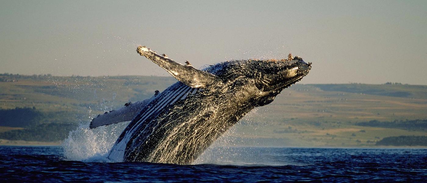 Best Time For Whale Watching In South Africa