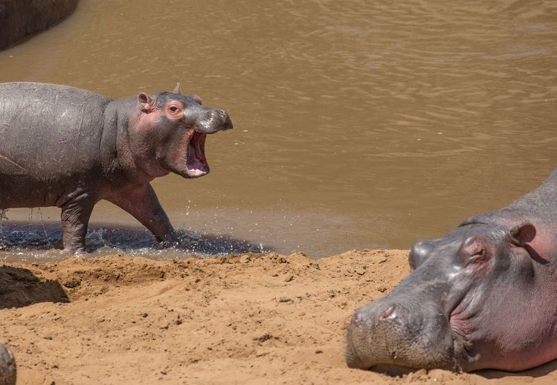 Baby hippo calling to its Mom.