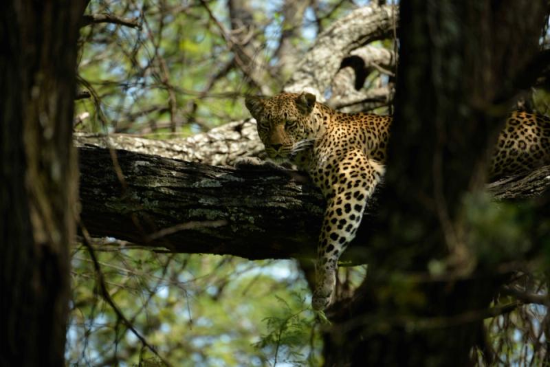 A ;leopard at Klein's Camp