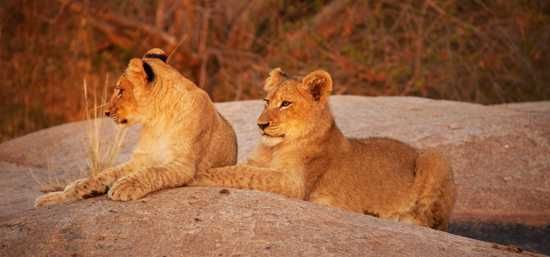 Lion Cubs