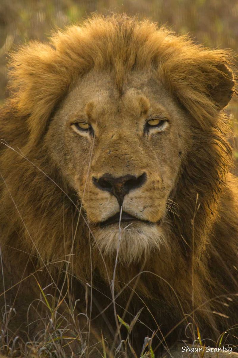 Sabi Sabi Game Reserve