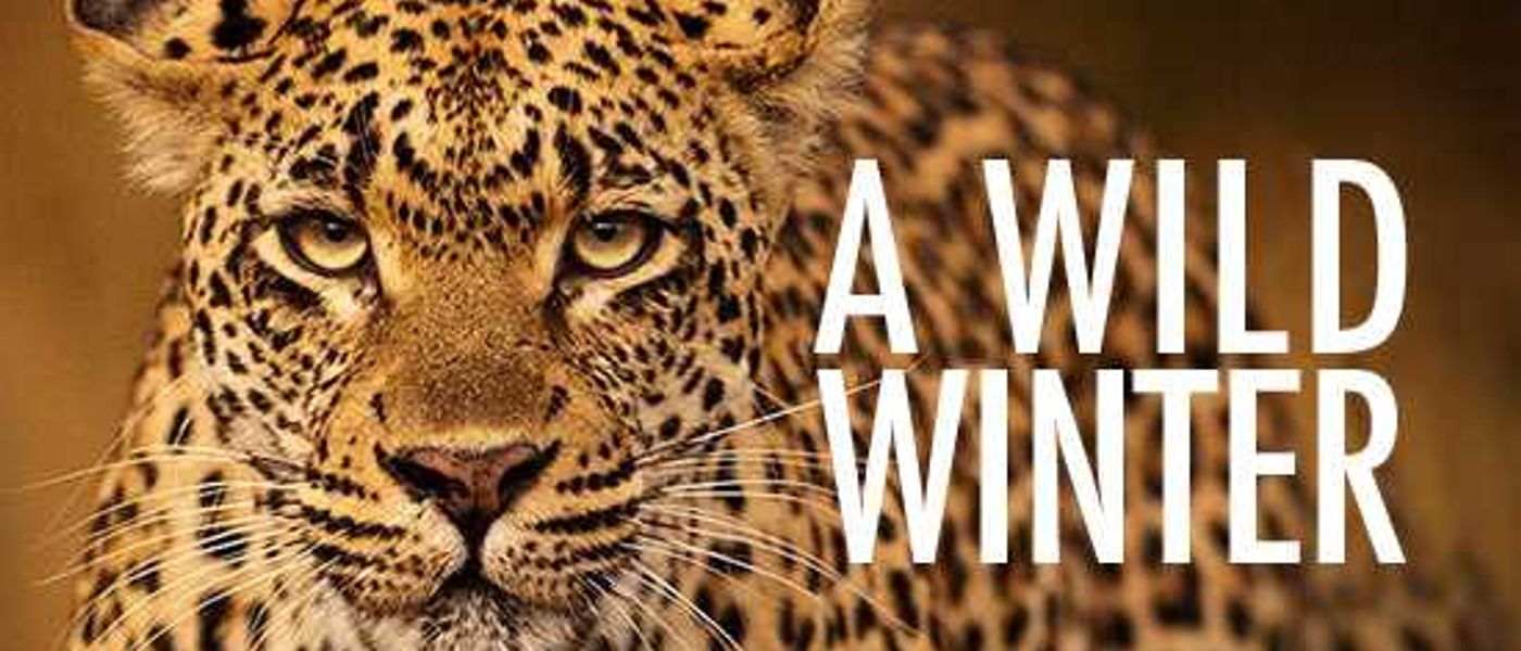 Londolozi | Winter's Secret Weapon