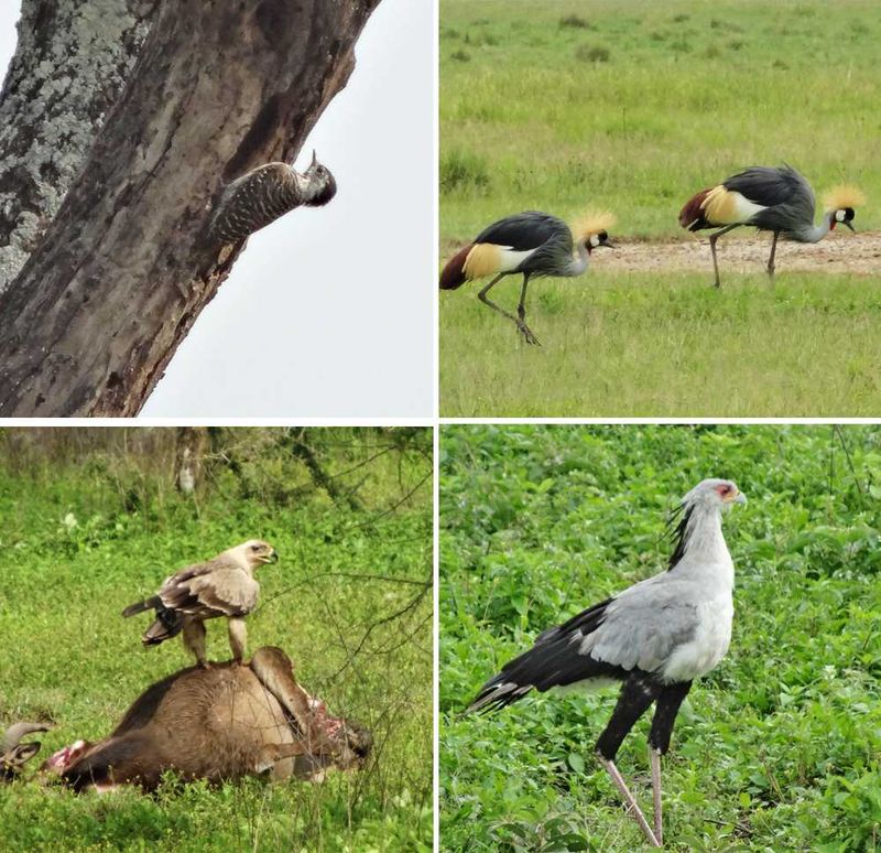 Just a few moments from our abundant (over 100) bird experiences, featuring: the Secretary bird, Woodpecker, Tawny Eagle, African Crane, Greater Flamingo