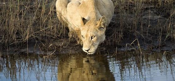 Safari sur l'eau : montez à bord d'un mokoro au Botswana
