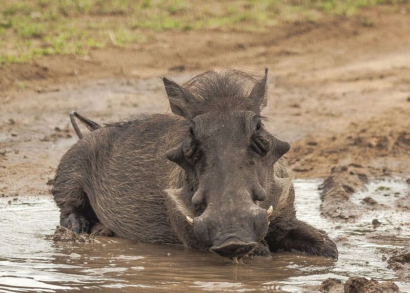 Pumbaa, das Warzenschwein aus „Der König der Löwen”