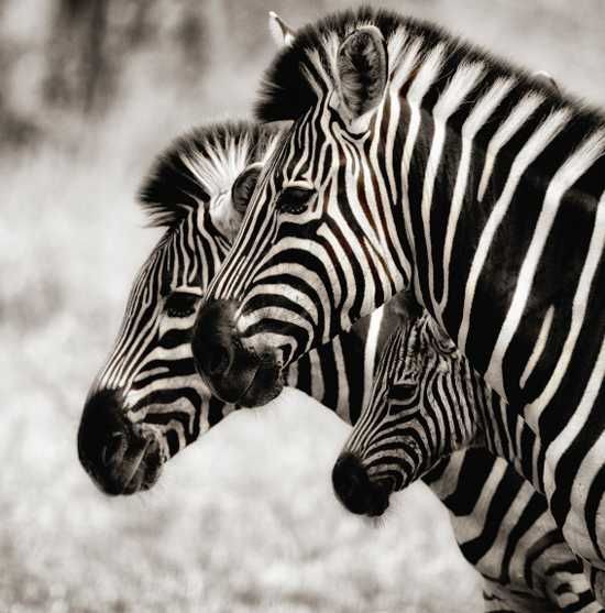 A zebra family in the Plains Camp, Kruger National Park