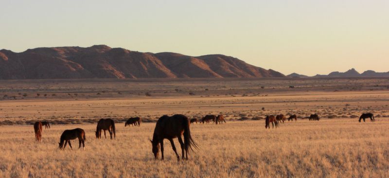 Wild horses grazing