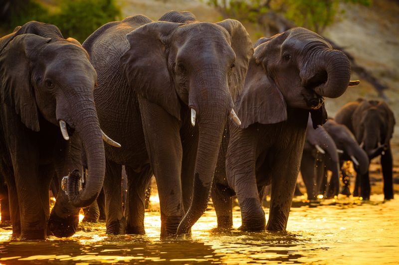 Elefanten im Chobe Nationalpark, Chobe und Makgadikgadi sind zwei faszinierende Reiseziele in Botswana